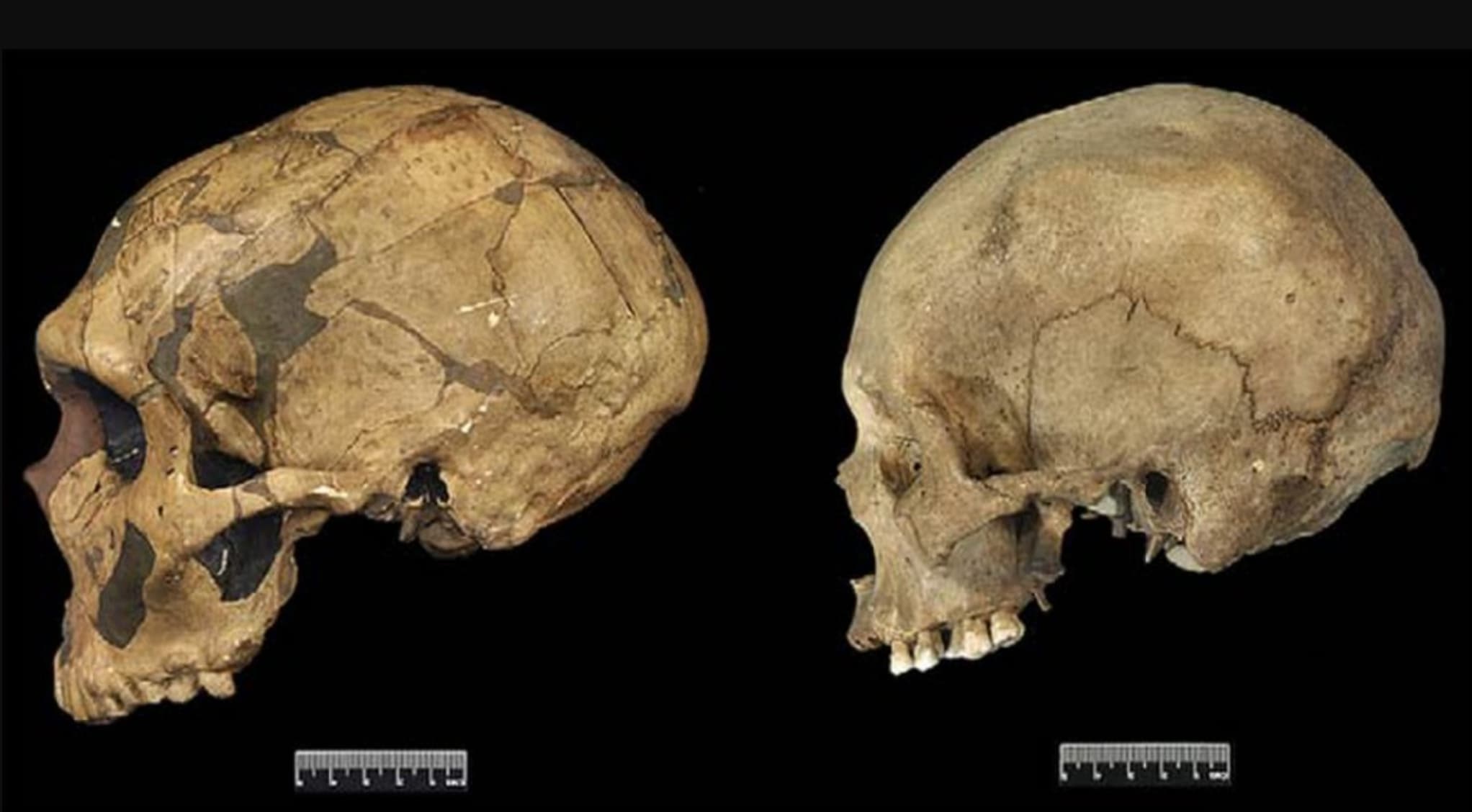 human skull vs neanderthal